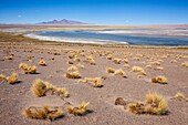 Salar de Tara, Altiplano, Puna, Atacama desert. Region de Antofagasta. Chile.
