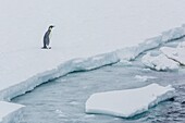Adult emperor penguin, Aptenodytes forsteri, on sea ice in Crystal Sound, below the Antarctic Circle, Antarctica, Southern Ocean.