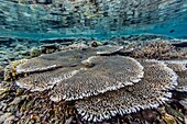 Hard and soft corals and reef fish at dusk on Sebayur Island, Komodo National Park, Indonesia.