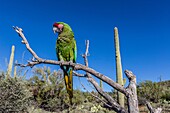 Captive military macaw, Ara militaris, from the Arizona Sonora Desert Museum, Tucson, Arizona, United States of America.