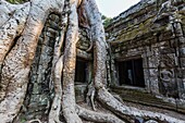 Ta Prohm Temple, being destroyed by jungle growth, Angkor, Siem Reap Province, Cambodia, Khmer.