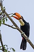 Toco toucan, Ramphastos toco, feeding within Iguazú Falls National Park, Misiones, Argentina, South America.