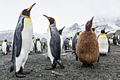 King penguins, Aptenodytes patagonicus, okum boy amongst adults at breeding colony, Gold Harbour, South Georgia.