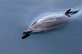 Adult long-beaked common dolphin, Delphinus capensis, surfacing near Isla Carmen, Baja California Sur, Mexico.