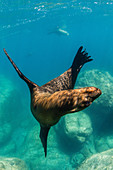 Adult California sea lion, Zalophus californianus, underwater at Los Islotes, Baja California Sur, Mexico.