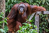 Young male Bornean orangutan, Pongo pygmaeus, Semenggoh Rehabilitation Center, Sarawak, Borneo, Malaysia.