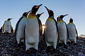 King penguins at sunrise, Aptenodytes patagonicus, in St. Andrews Bay, South Georgia.