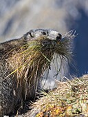 Alpine Marmot (Marmota marmota) in the NP Hohe Tauern near Mount Grossglockner. For hibernation the marmot is gathering gras and stems for bedding. Europe, Central Europe, Austria, September.