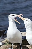 Black-browed Albatross ( Thalassarche melanophris ) or Mollymawk, ritualized greeting ceremony and courtship display. South America, Falkland Islands, January.
