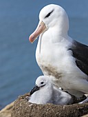 Black-browed Albatross ( Thalassarche melanophris ) or Mollymawk, chick with adult bird on tower shaped nest. South America, Falkland Islands, January.