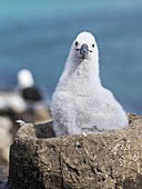 Black-browed Albatross ( Thalassarche melanophris ) or Mollymawk, chick on tower shaped nest. South America, Falkland Islands, January.