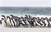Rockhopper penguin (Eudyptes chrysocome), subspecies southern rockhopper penguin (Eudyptes chrysocome chrysocome). landing as a group to give individuals safety in numbers, crossing the wet beach. South America, Falkland Islands, January.