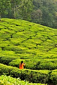 woman in a tea plantation near Munnar, Kerala, India.