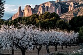 Almond tree flowering with Rock formation at Riglos mountain range background. Huesca, Aragon, Spain.
