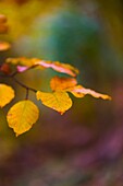 Autumn leaves on branch