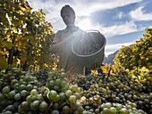 Grape Harvest by traditional hand picking in the Wachau area of Austria. The Wachau is a famous vineyard and listed as Wachau Cultural Landscape as UNESCO World Heritage. Europe, Central Europe, Austria, Lower Austria, November.