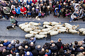 'Flock of sheep through the streets of Ordizia village, in a day known as ''Artzai Eguna'', Gipuzkoa, Basque Country.'