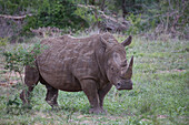 Rhinoceros in Krueger National park, South Africa, Africa