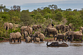 Badende Elefantenherde im Krüger Nationalpark, Südafrika, Afrika