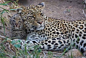 Leopard mit Junges im Krüger Nationalpark, Südafrika, Afrika