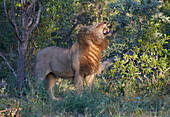 Löwe ruft nach seinen Artgenossen, Krüger Nationalpark, Südafrika, Afrika