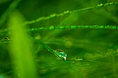 Raindrops on restios.