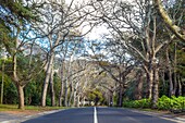 Tree canopy on a rural road forms a leafless avenue heading towards distant mountains, Cape Town, South Africa