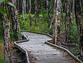 A boardwalk or wooden walkway through a mangrove swamp in Brisbane, Australia.