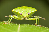 Green Stink Bug (Chinavia hilaris), West Harrison, Westchester County, New York.