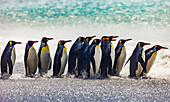 King penguins parade along beach, Salisbury Plain, South Georgia.