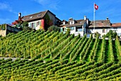 Europe, Switzerland, Canton Vaud, La Côte, Morges district, Féchy vineyards, early autumn