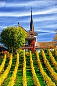 Europe, Switzerland, Canton Vaud, District Morges, Church in Fechy surrounded by vineyards in autumn