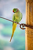 Parakeet resting at a wire attached to ond of the columns of Bundi Palace.