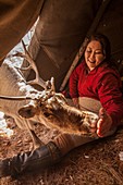 Reindeer being fed salt inside teepee after long winter in Hunkher mountains and taiga forest, northern Mongolia.