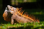 Costa Rica. National park of Tortuguero, green male iguana iguana iguana in rute and become orange in breeding season