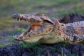 Nile Crocodile (Crocodylus niloticus), Chobe River, Chobe National Park, Botswana.