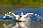 Mute swan (Cygnus olor), flying in the pond, Rising Sun, Indiana, USA.