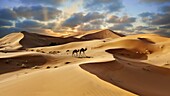Camel rides on the Sahara sand dunes of erg Chebbi at sunset, Morocco, Africa.