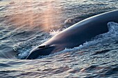 Blue Whale (Balaenoptera musculus) surfacing, Isfjorden, Spitsbergen, Svalbard.