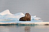 Walrus (Odobenus rosmarus) lying on ice floe in the light of the midnight sun, Hinlopenstretet, Spitsbergen, Svalbard.