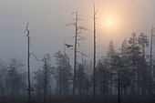 misty coniferous forest with flying Common Raven (Corvus corax) at sunrise, Kainuu, Finland.