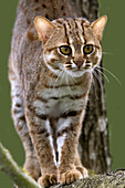 Rusty-Spotted Cat, prionailurus rubiginosus standing on Branch.