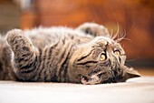 British shorthair cat lying down on rug looking up.