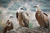 Griffon Vulture (Gyps fulvus). Sierra Morena, Cordoba, Andalusia, Spain, Europe.