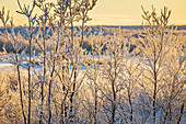 Sunset and trees in the frozen landscape, cold temperatures as low as -47 celsius, Lapland, Sweden.