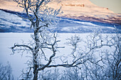 Trees in the frozen landscape, cold temperatures as low as -47 celsius, Lapland, Sweden.