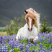 Horse running by lupines. Purebred Icelandic horse in the summertime with blooming lupines, Iceland.