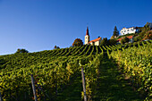 Vineyards below Kapfenstein castle hotel, Styria vulcano region