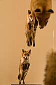 Jump of a fox in the hunting museum of chateau Stainz, Schilcher vine route