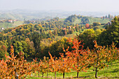 'View from Schlossberg; Leutschach; South styrian wine route'